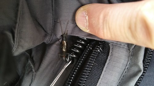 Petit résumé d'entomologie